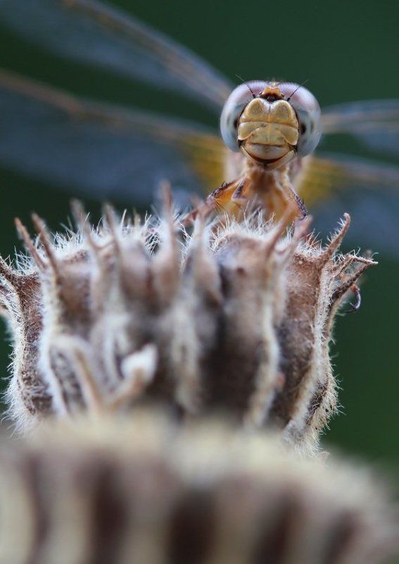 Портрет стрекозы фото превью