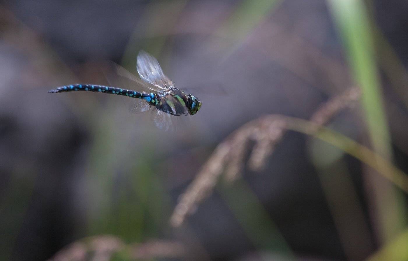 , Евгений Слободской