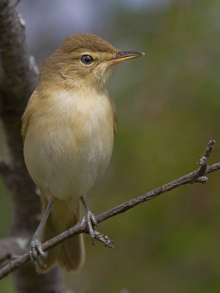 камышевка, Ляпустин Юра