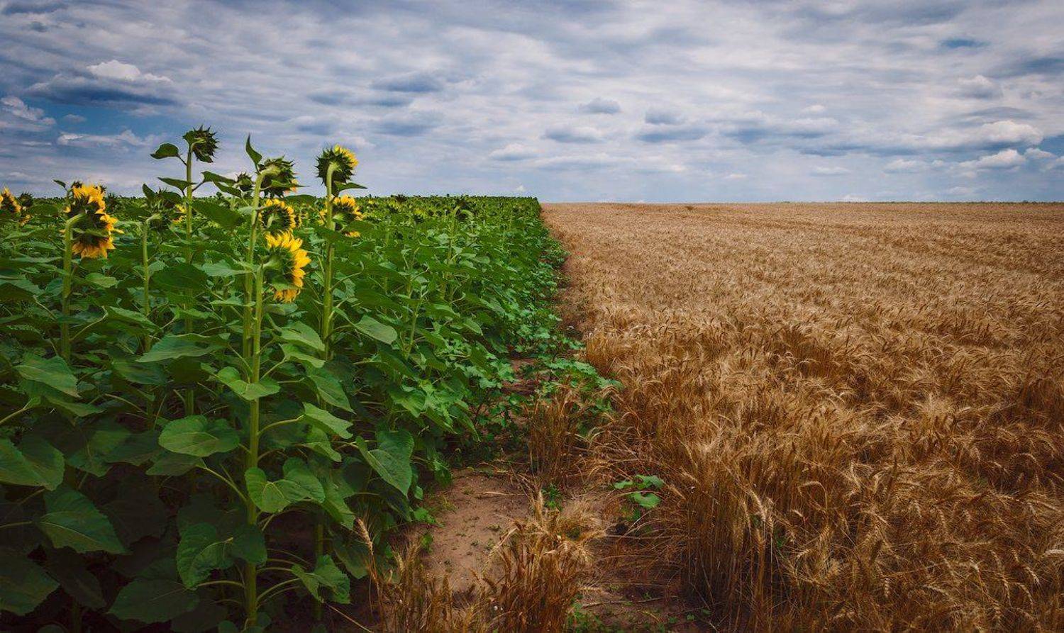 , Сорокин Олег