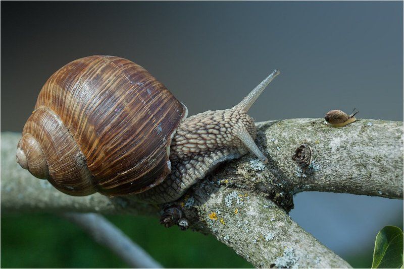 Дама с собачкой фото превью