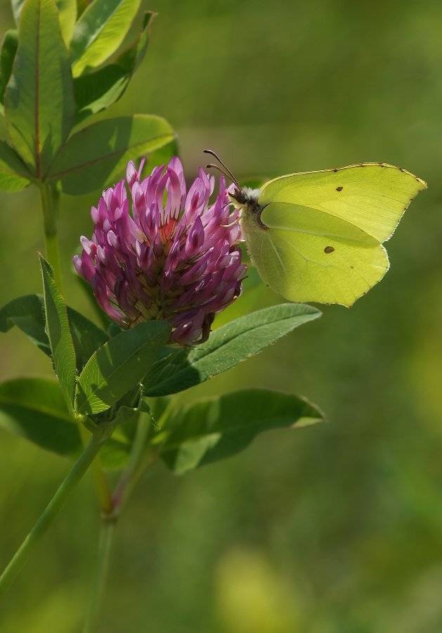 , Чепленко Алексей