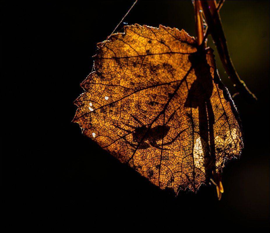 , Бурлов Андрей