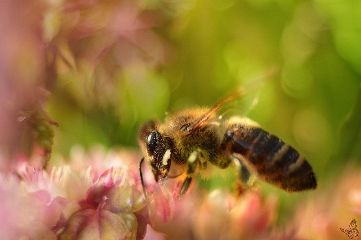 , Veronika A Jaroslav Mik&eacute;skovci