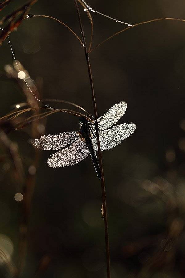 , Сергей Таланов