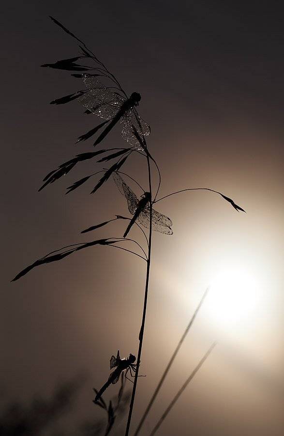 , Сергей Таланов