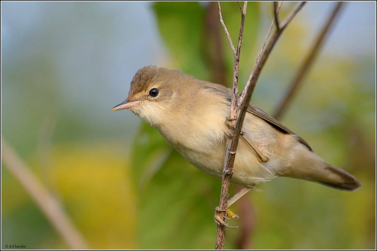 тросниковая,камышовка,птица, Александр Чувилин