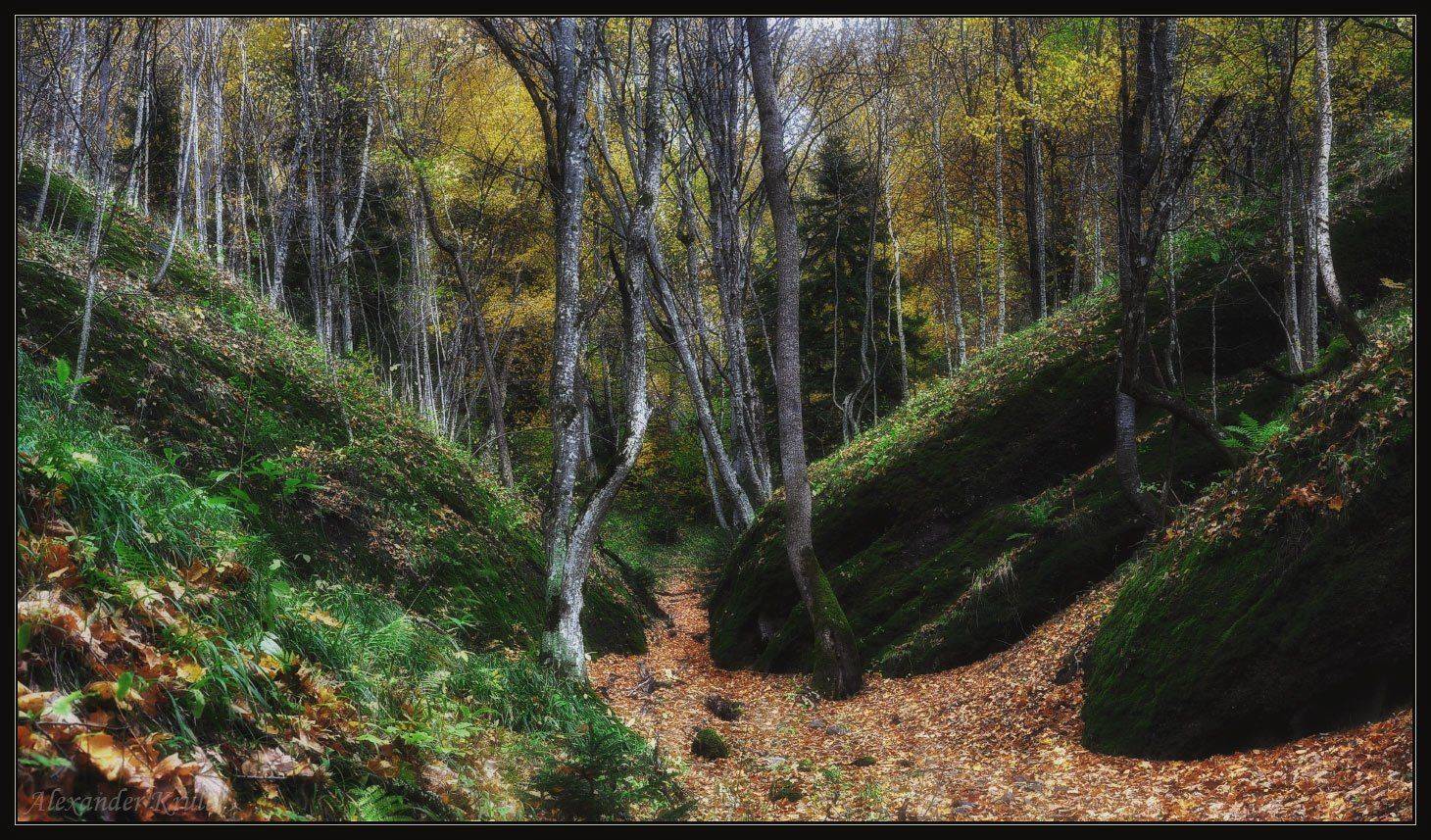 лес, осень, Александр Круль