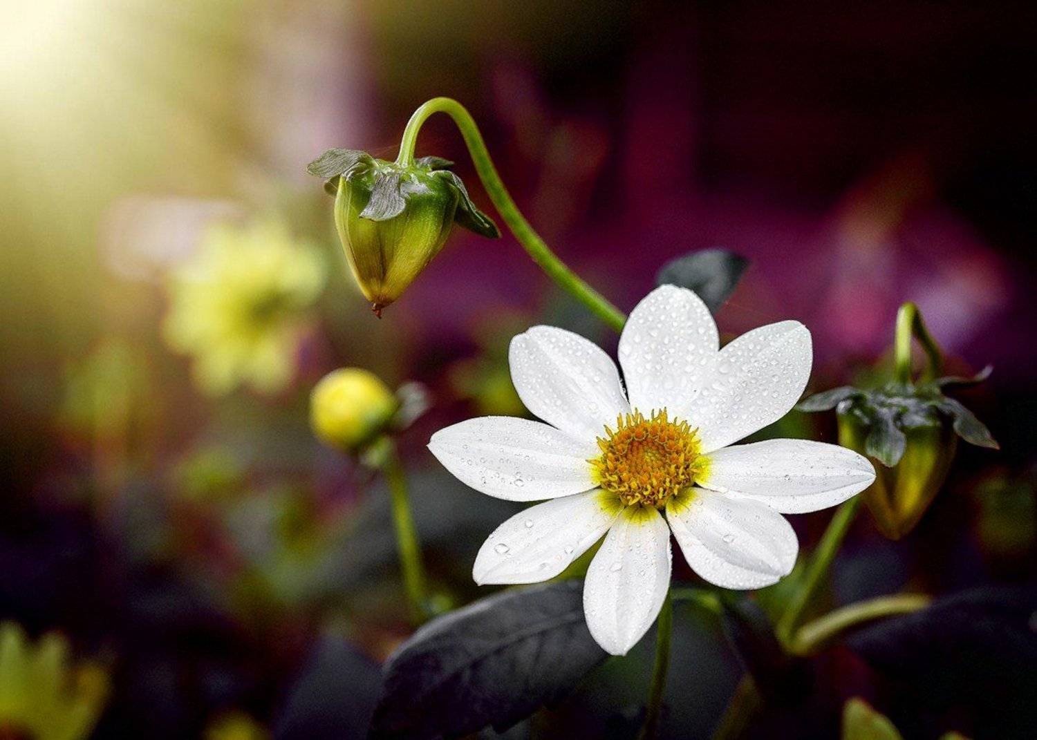 , Александр Руппель