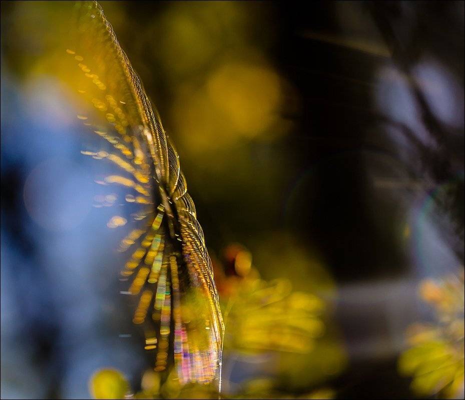 , Бурлов Андрей