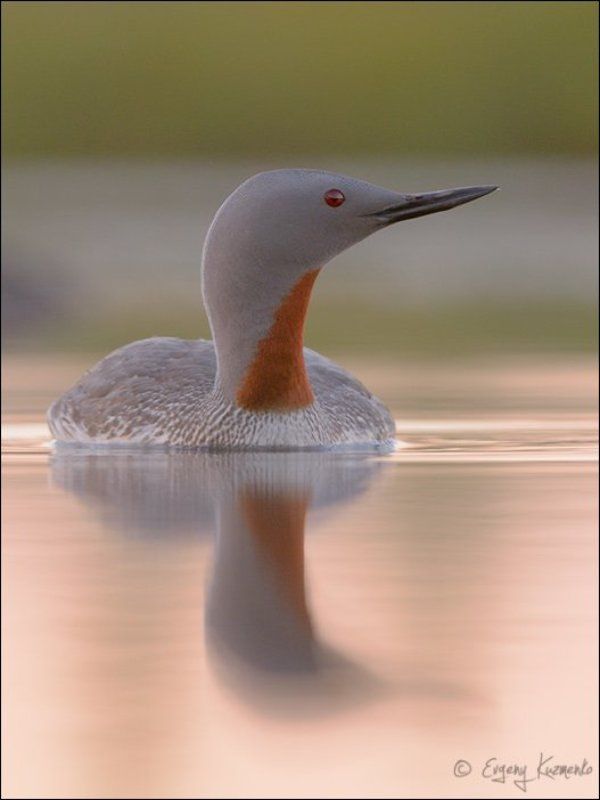 краснозобая гагара, сахалин Краснозобая гагара фото превью