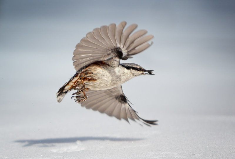 *** фото превью