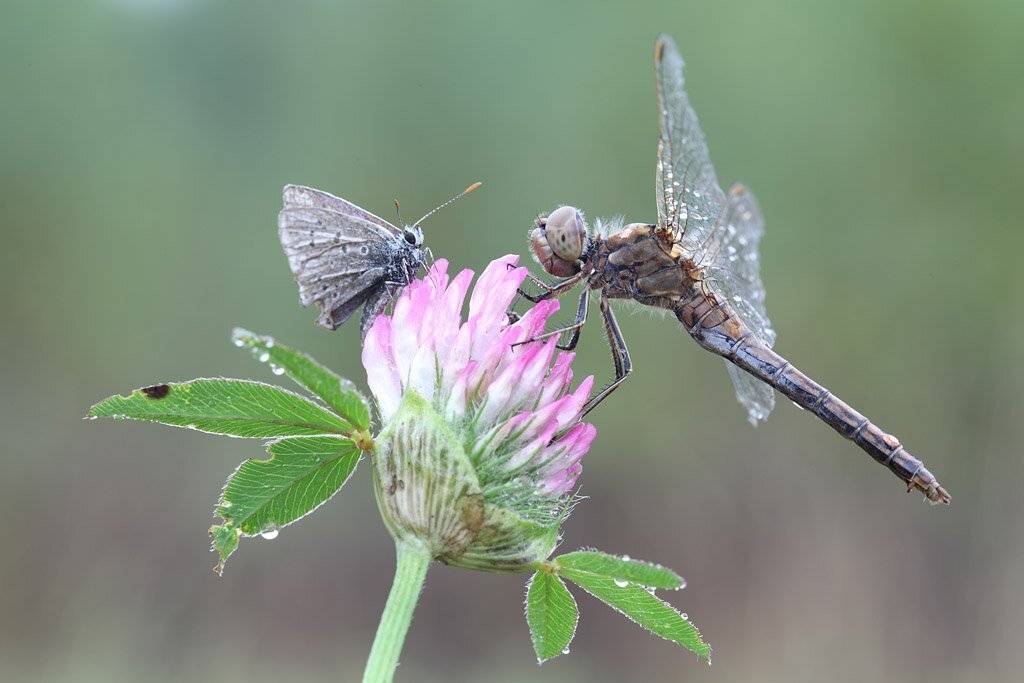 , Сергей Таланов