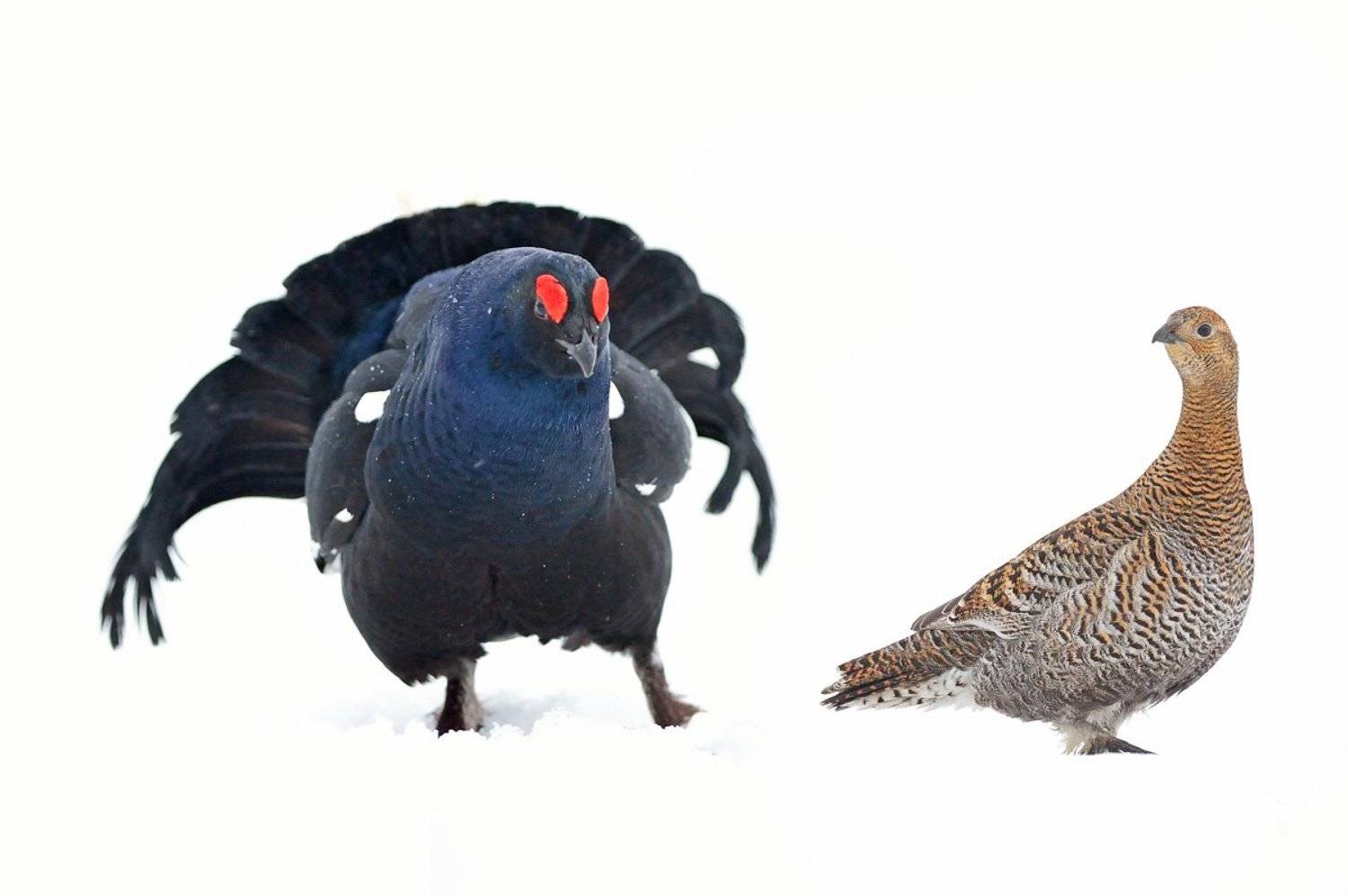 , Алексей Тищенко