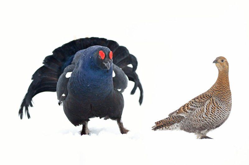 Сватовство гусара фото превью