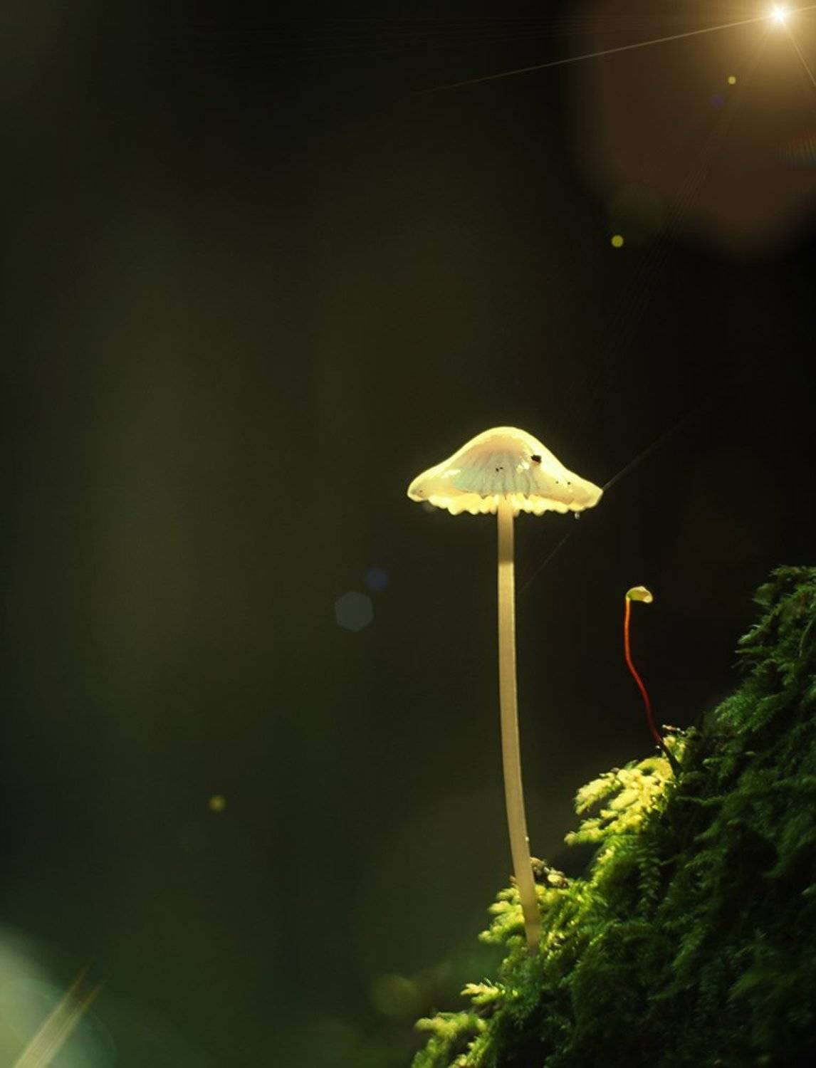 meyer optik gorlitz telefogar 95, nikon d2h, гриб, Alexey Gnilenkov