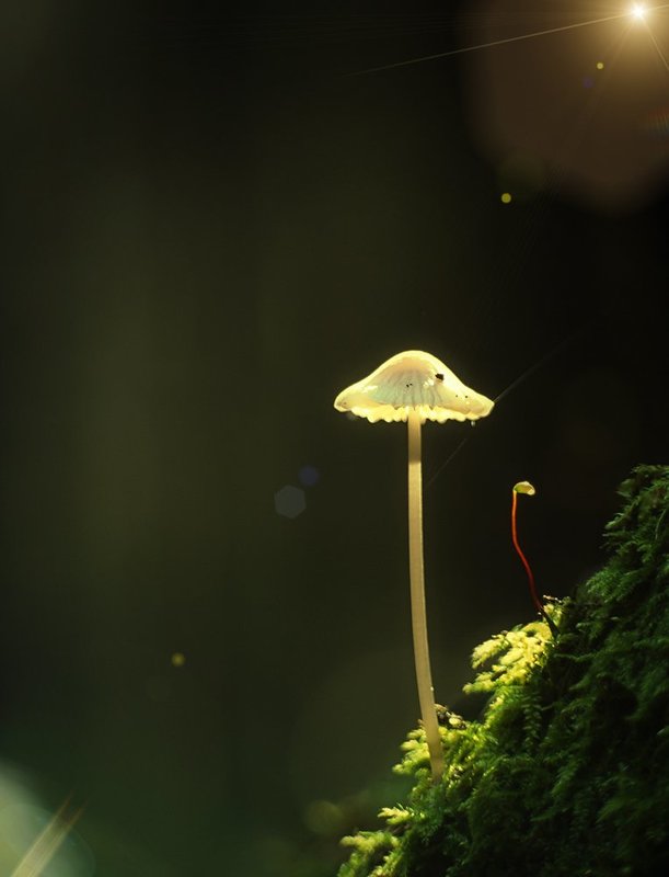 meyer optik gorlitz telefogar 95, nikon d2h, гриб *** фото превью