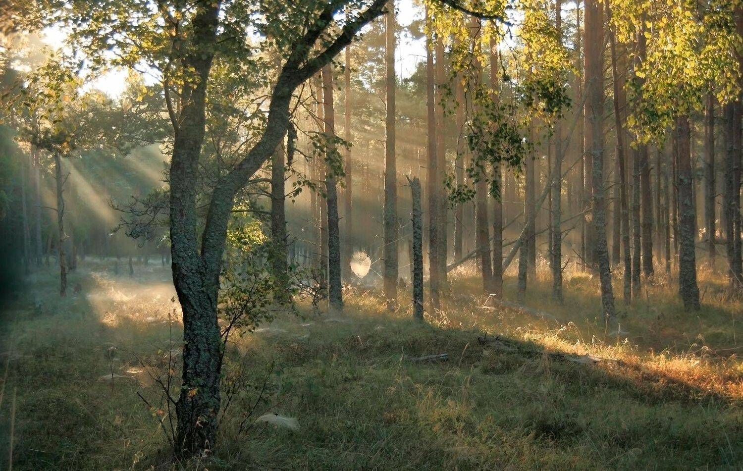 , Павел Дунюшкин