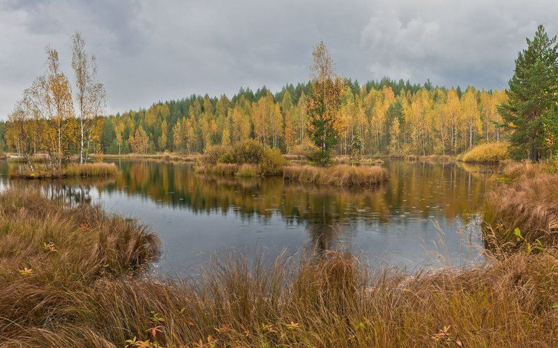 Болото, Дождь, Осень, Панорама, Пейзаж Панорама осеннего болота снятая в разные фазы дождя фото превью