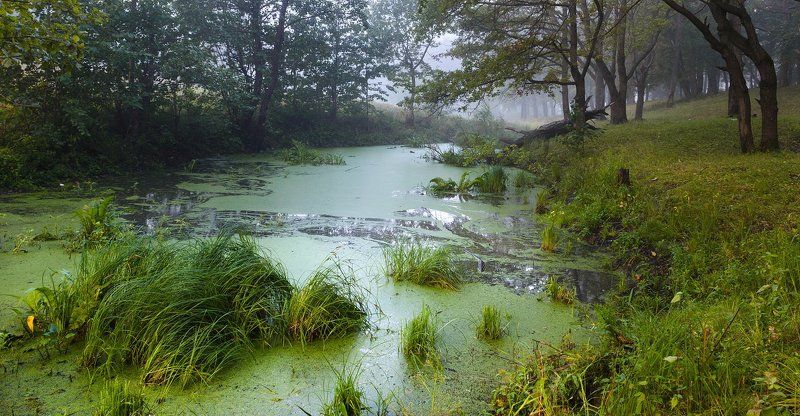 Дубы-колдуны фото превью