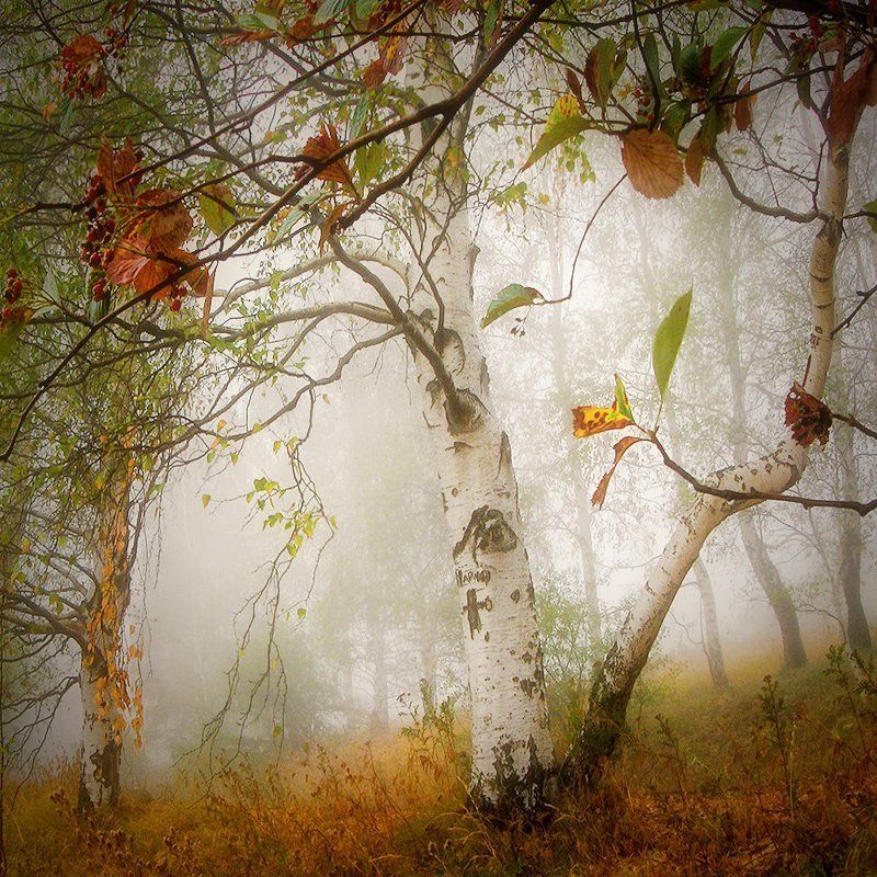 Скажи мне, осень... фото превью