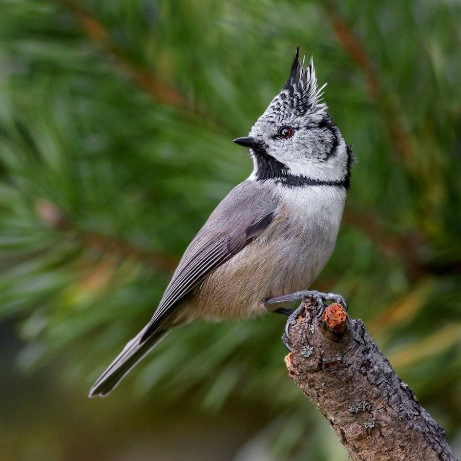 дикая природа, птицы, талдомский район, хохлатая синица, Валерий Субачев