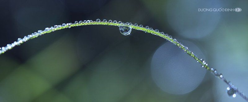 DQD Macro фото превью