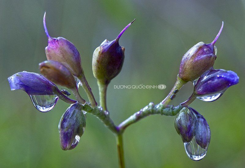 DQD Macro фото превью