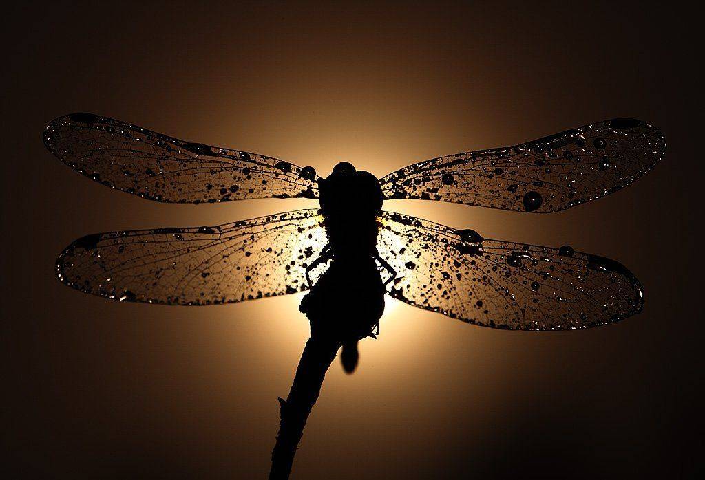 , Сергей Таланов