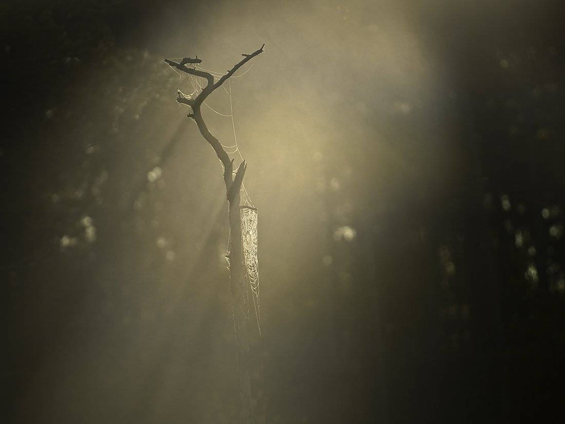 , Rimantas Bikulcius