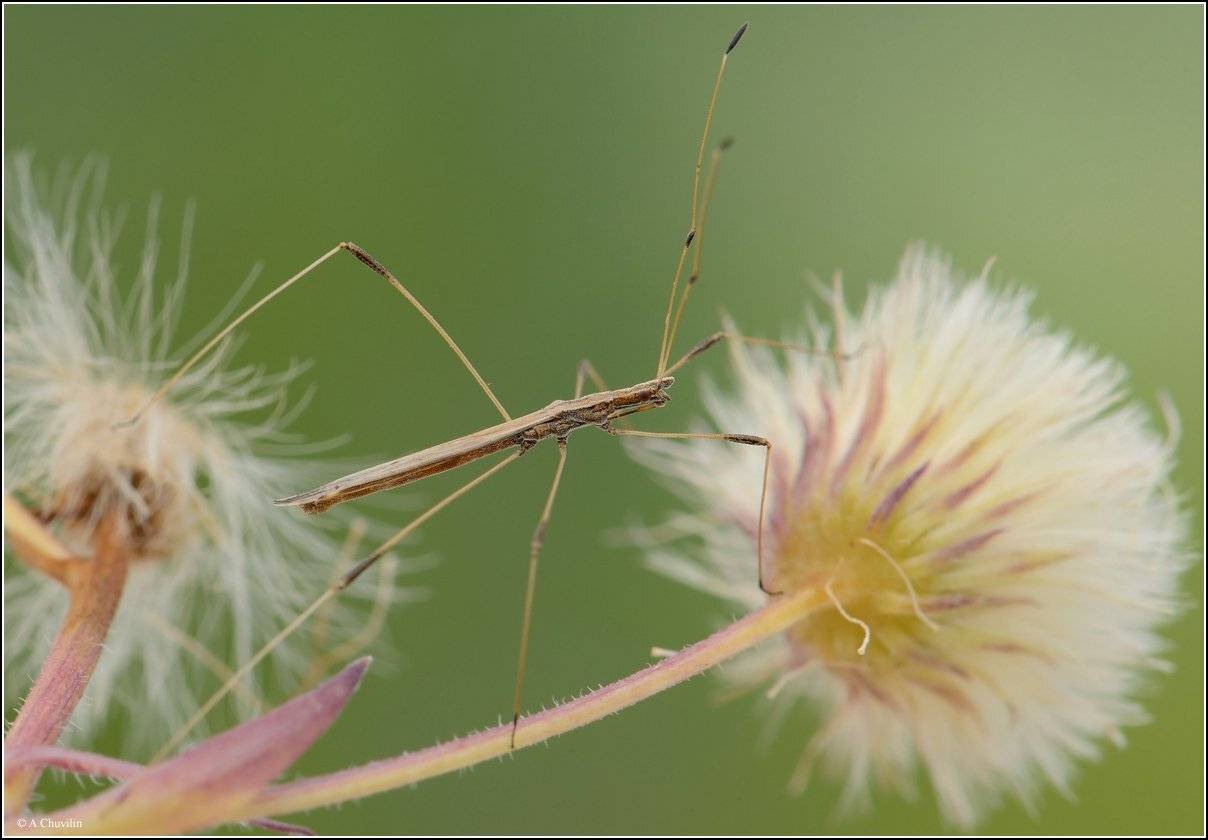 клоп,neides,tipularius, Александр Чувилин