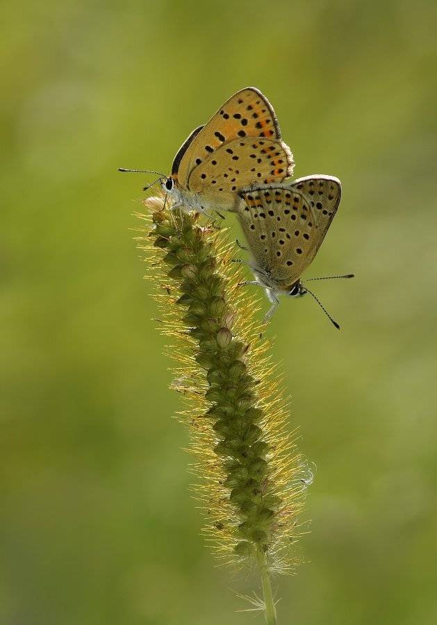 , Чепленко Алексей