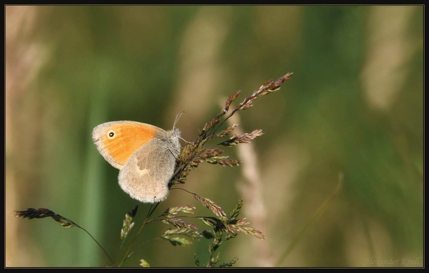 бабочка, лето, Александр Круль
