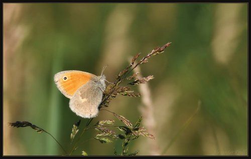Отвечая Фёдору. Или, тоскуя по зиме не забывай, что было лето...