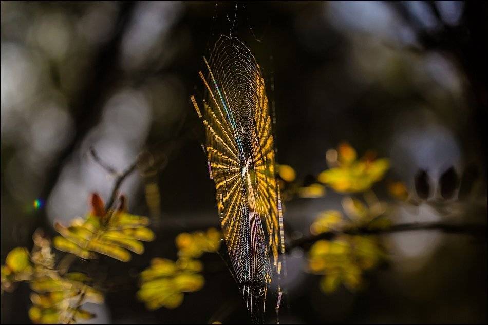 , Бурлов Андрей