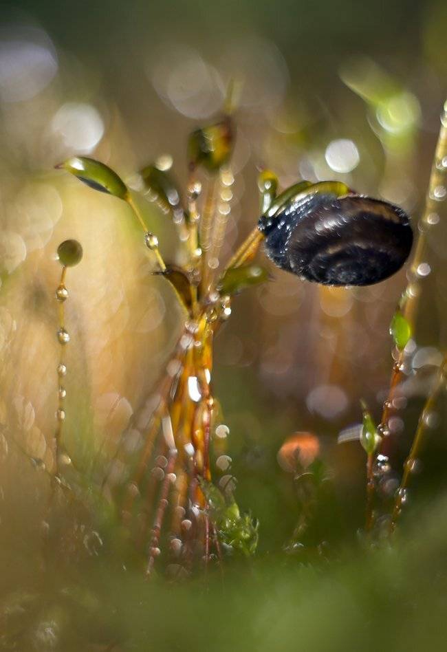 , Иваненко Светлана