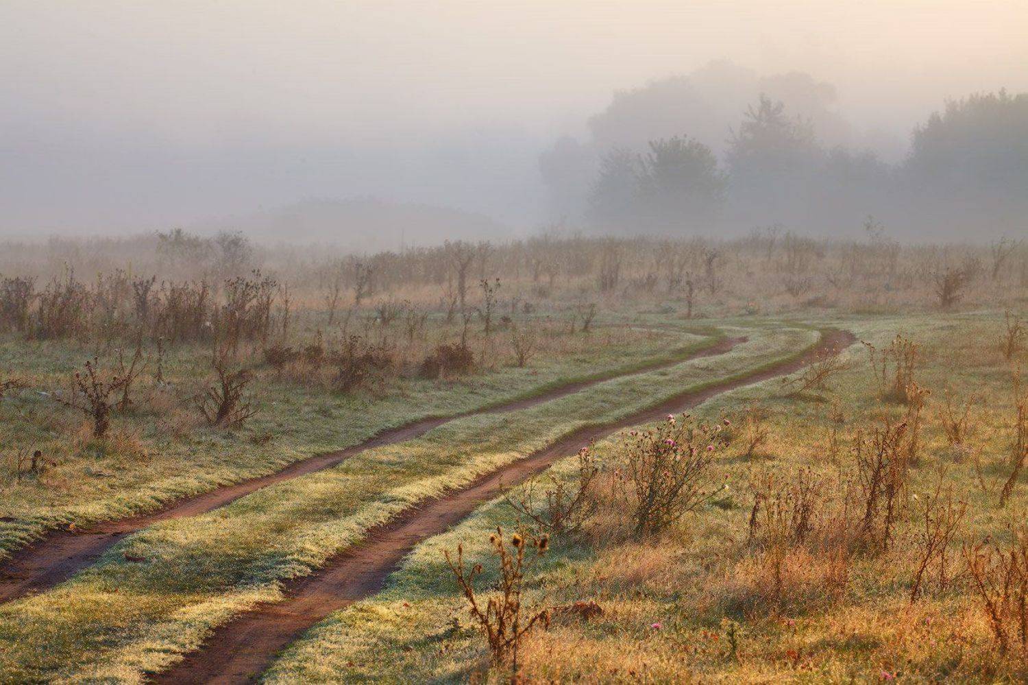 , Михаил Псарёв