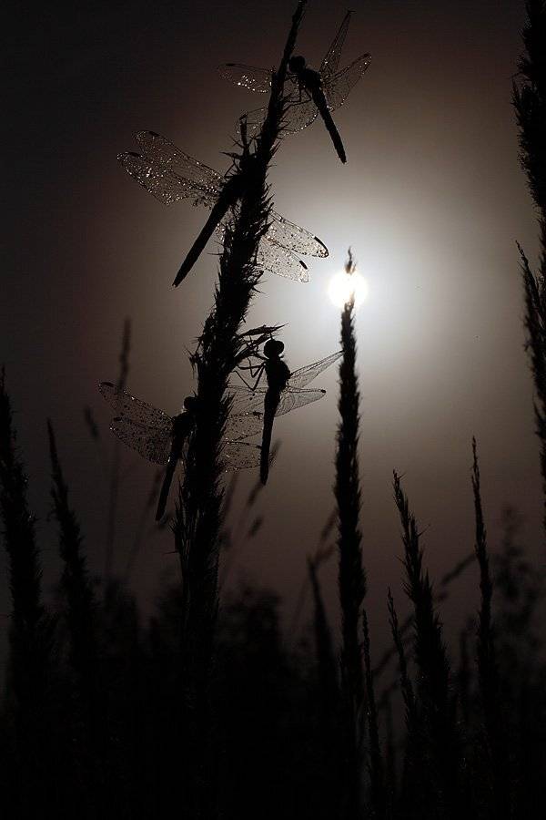 , Сергей Таланов