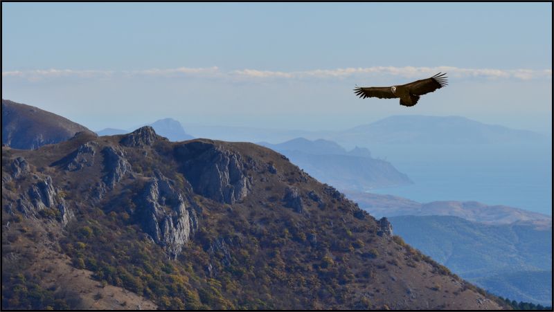 белоголовый сип, гора ликон, крым,, мыс меганом, новый свет Пролетая над горой Ликон фото превью