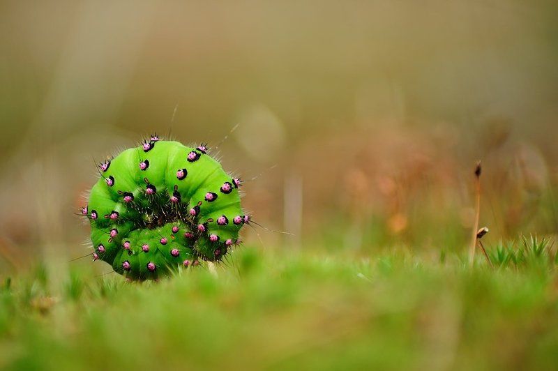 шина фото превью