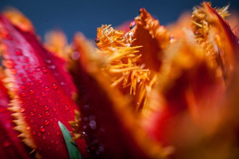 тюльпашки фото превью