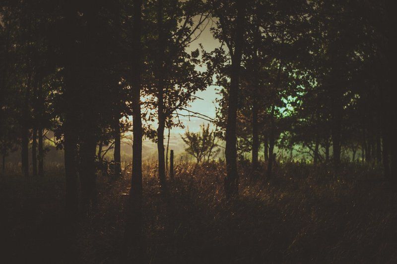 night magic фото превью