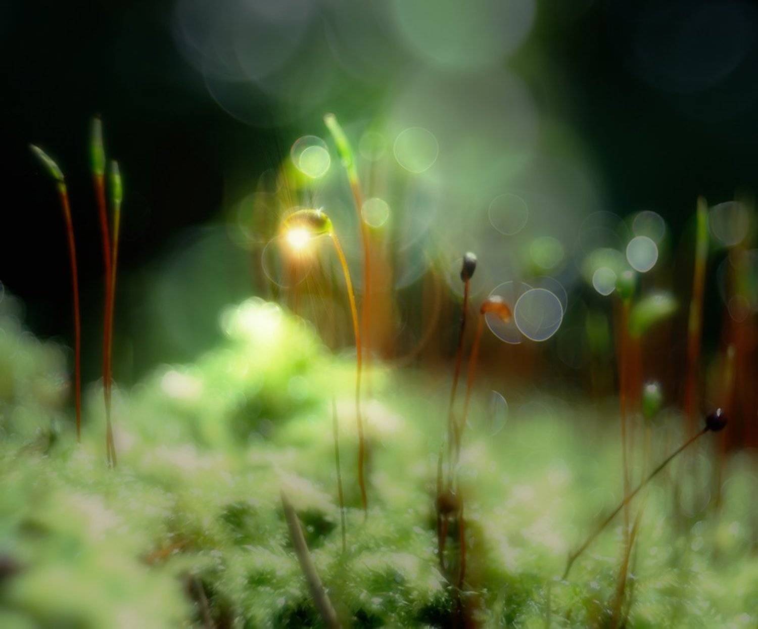 nikon 1j1, nikon 1j1, wollensak cine raptar, wollensak cine raptar 25/2.5, Alexey Gnilenkov