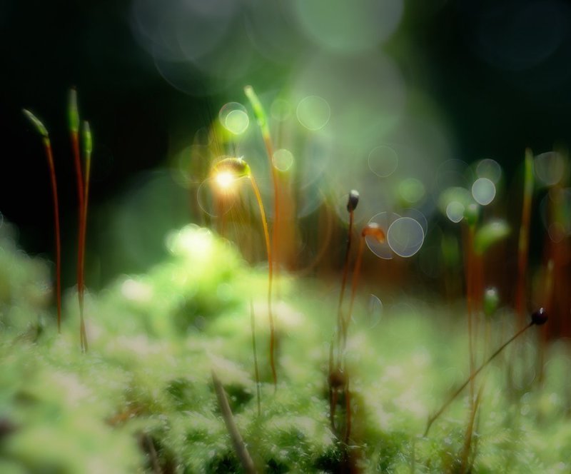 nikon 1j1, nikon 1j1, wollensak cine raptar, wollensak cine raptar 25/2.5 *** фото превью