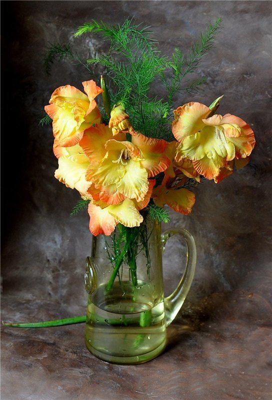 Гладиолусы фото превью