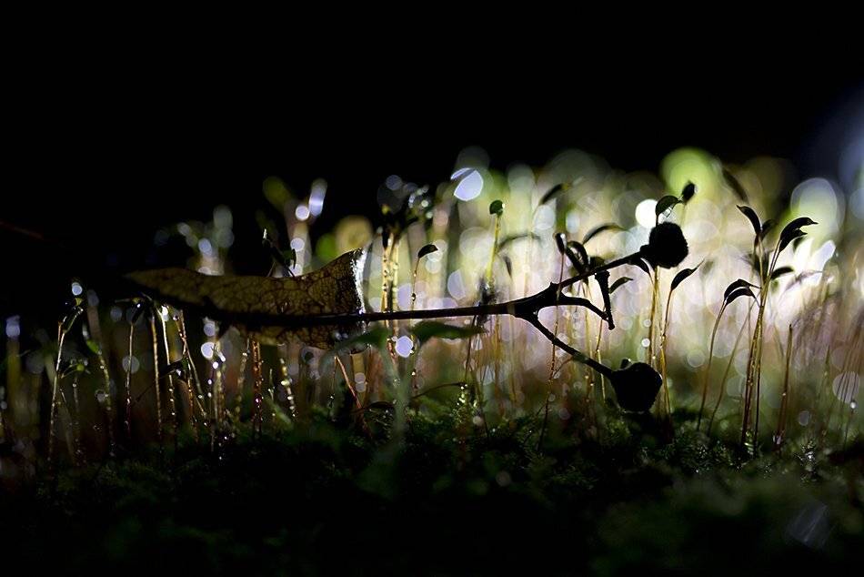 , Иваненко Светлана