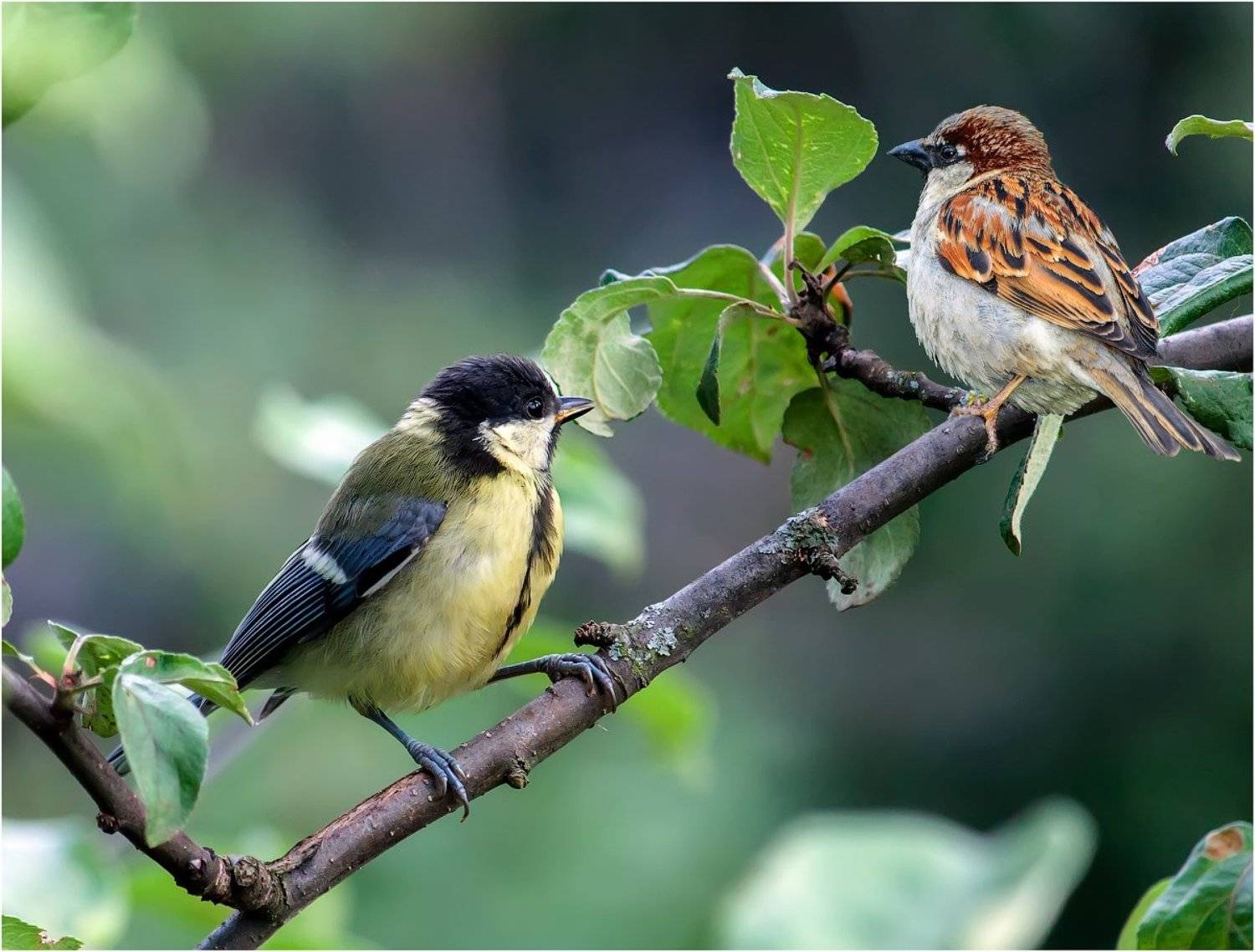 , Uncle_Vova (Владимир Веснин)