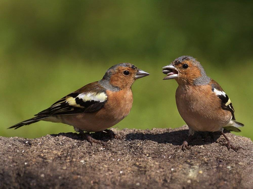 , Ирина Фурашова