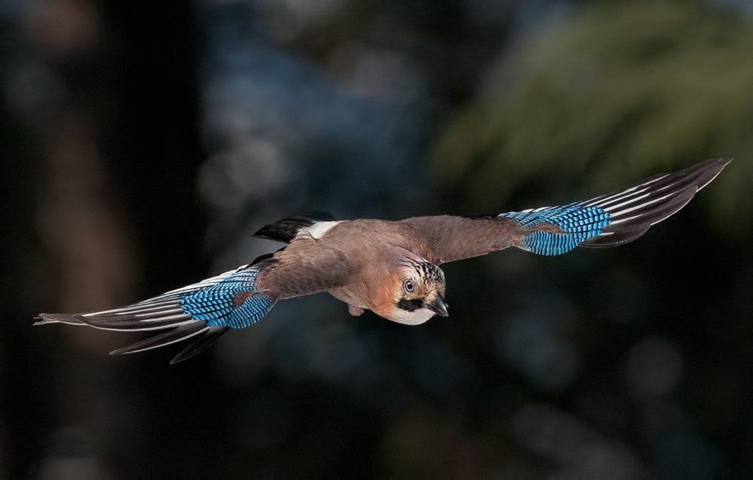 , Петьо Илиев