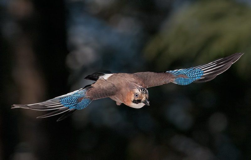 Сойка фото превью